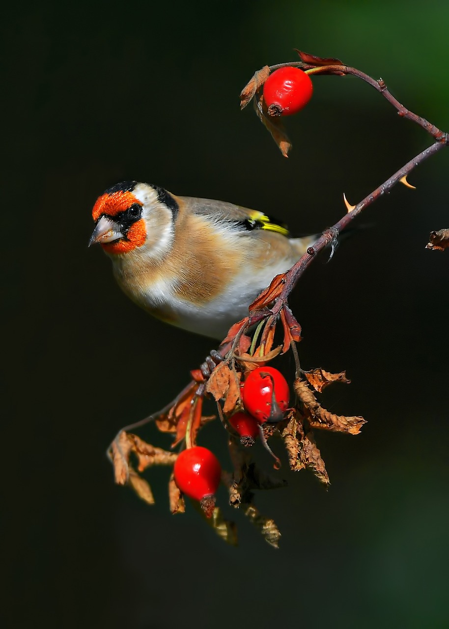 goldfinch, carduelis, bird-4585417.jpg