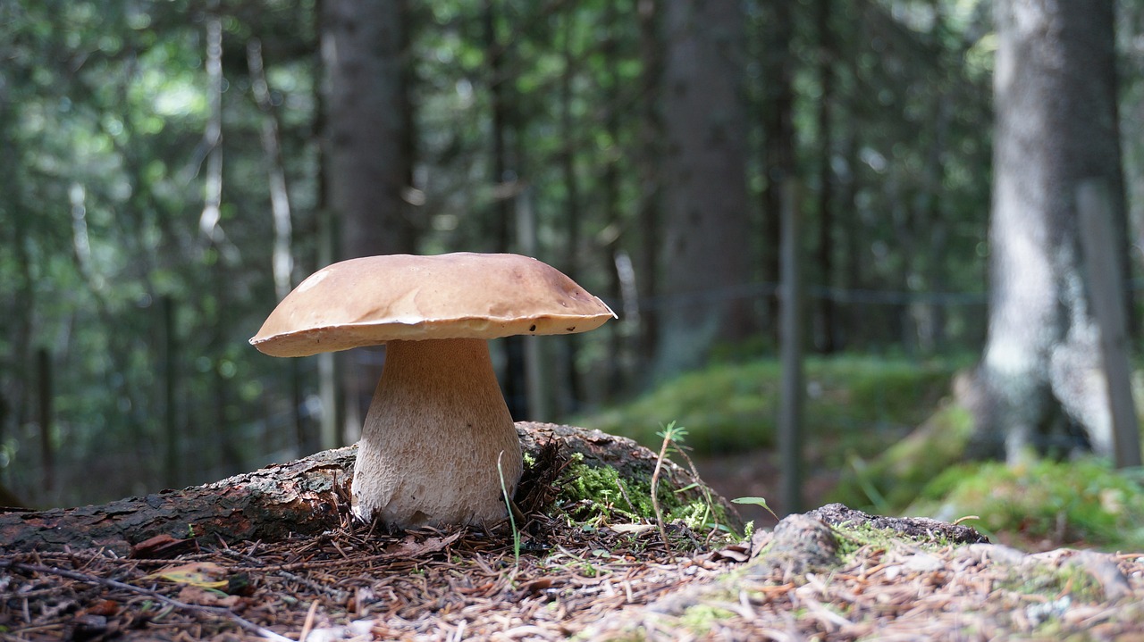 grzyb, stone mushroom, porcini-697045.jpg